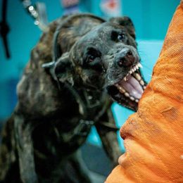 Phoenix - Dutch Shepherd