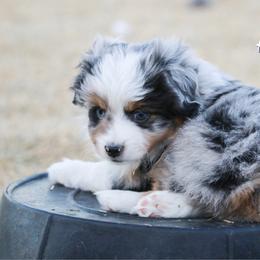 Australian Shepherd Puppies from Painted Blue Aussies