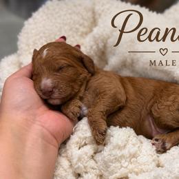 Peanut - Red  male Goldendoodle puppy in Miami, Florida from Jade’s Paws & Co. Of Miami LLC