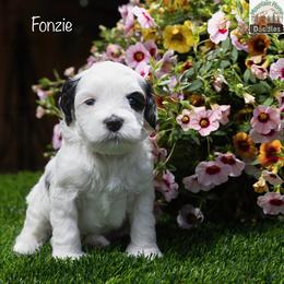 Fonzie - Black male Australian Labradoodle puppy in Cashmere, Washington from Mountain Home Doodles