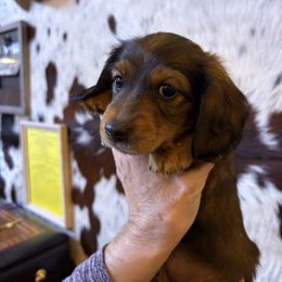 Dachshund Puppies from SchmitZ Dachshunds On The  Concho