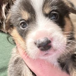 Blitzen - Black and tan female Pembroke Welsh Corgi puppy in Orangevale, California from Corgis of the Heart