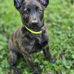 Mint Collar Female - Gold brindle female Dutch Shepherd puppy in Dallas, Georgia from Bluestone Creek Dutch Shepherds