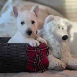 Wheaten male - Brown Collar - Wheaten male Scottish Terrier puppy in Eva, Alabama from Schulte's  Scottish Terriers