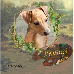 Davinci - Italian Greyhound puppy in Virginia from Selah Kennel