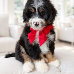 Teddy - Tri-color male Bernedoodle puppy in Ormond Beach, Florida from Florida Coast Doodles