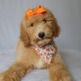 Lily - Apricot female Goldendoodle puppy in Apopka, Florida from Rae Precious Puppies