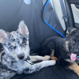 Pomsky Puppies from Ocean State Pomskies