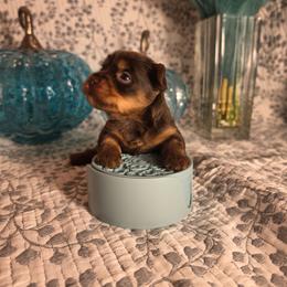 Peyton - Chocolate and tan female Yorkshire Terrier puppy in Callahan, Florida from Nikki's Precious Yorkies