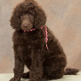 Poodle Puppies from Piccolo's Poodles