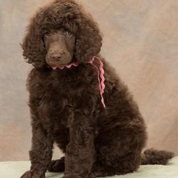 Poodle Puppies from Piccolo's Poodles
