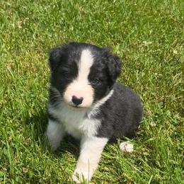 Leo - Black & white male Australian Shepherd puppy in Bethlehem, Connecticut from Montanna Sage LLC
