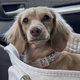 June - Dachshund