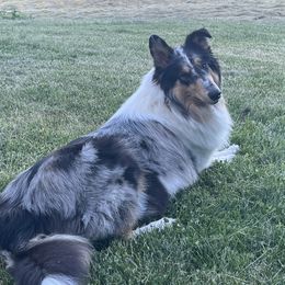 Phoebe - Collie