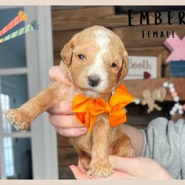Ember - Red  female Goldendoodle puppy in Hilton, New York from The House of Goldendoodle