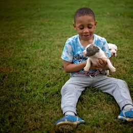 American Staffordshire Terrier Puppies from Ynez Amstaffs