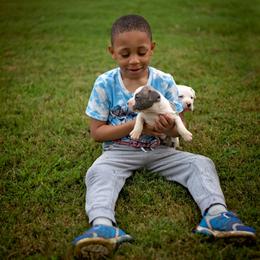 American Staffordshire Terrier Puppies from Ynez Amstaffs