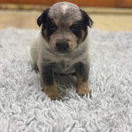 Australian Cattle Dog Puppies from LoveAHeeler