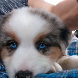 Miniature Australian Shepherd Puppies from AussiesRus
