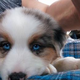 Miniature Australian Shepherd Puppies from AussiesRus