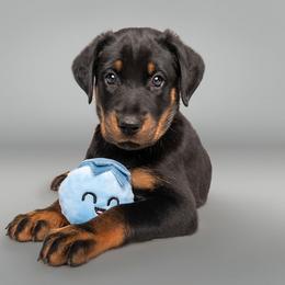 Beauceron Puppies from SilverStruck Kennels