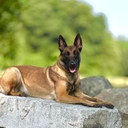 Pinky - Belgian Malinois