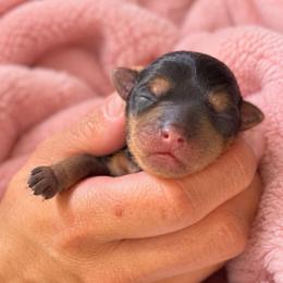Pryce - Black and tan male Yorkshire Terrier puppy in Iron Mountain, Michigan from Celestial Family Terriers (Yooper Yorkies)