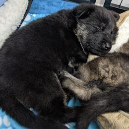 German Shepherd Puppies from Reign Land
