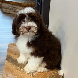 Mae - Tri-color female Bernedoodle puppy in Horseshoe Bend, Idaho from Over the Moon Poodles and Doodles