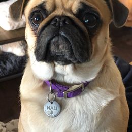 Nali - Pug