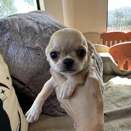 Scout - Fawn brindled black male Chihuahua puppy in El Sobrante, California from Dolce Coco Chihuahuas