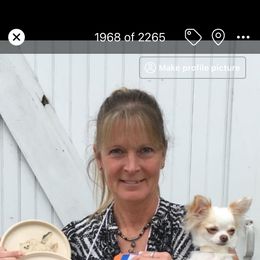 Chihuahua All Grown Up from Hidden Valley