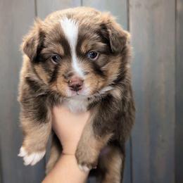 Zion - Red tri-color male Miniature American Shepherd puppy in Harrisonville, Missouri from Trailside Mini Aussies