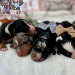 Bernedoodles, Bernese Mountain Dogs, and Cockapoos from Kallams Bernedoodles & Bernese Mountain Dogs