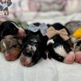 Bernedoodles, Bernese Mountain Dogs, and Cockapoos from Kallams Bernedoodles & Bernese Mountain Dogs