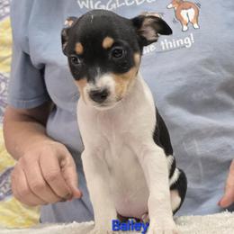 Bailey - White black and tan female Rat Terrier puppy in Divide, Colorado from Outlaw Farm and Kennel