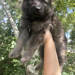 German Shepherd Puppies from Fancy GSDs
