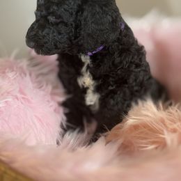 Shadow - Black female Poodle puppy in Jesup, Georgia from Altamaha Mud Poodles LLC.