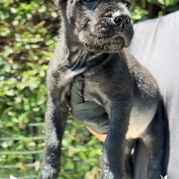 Female 4 - Black female Cane Corso puppy in California from Donato Kennels