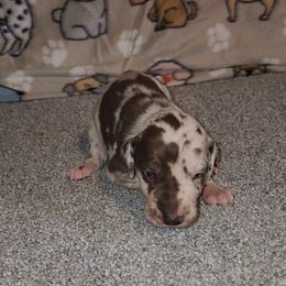 Lincoln - Harlequin male Great Dane puppy in Walker, Louisiana from La Rebel Danes