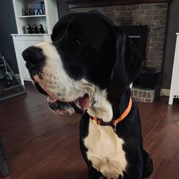 Buck - Great Dane
