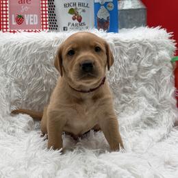 Maroon - Yellow male Labrador Retriever puppy in Heath Springs, South Carolina from Rich Hill Retrievers