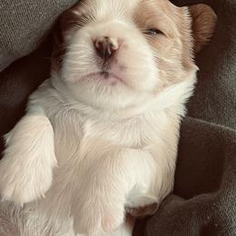 Bambi - Blenheim male Cavalier King Charles Spaniel puppy in Elizabethtown, Kentucky from Middle Creek Ranch
