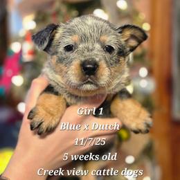 Girl 1 - Blue female Australian Cattle Dog puppy in Monroe, North Carolina from Creek View Cattle Dogs