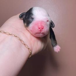 3 - Tri-color female Bernedoodle puppy in Port Saint Lucie, Florida from Eastside Paws LLC
