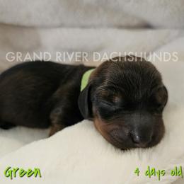 Green Boy - Red male Dachshund puppy in South Dakota from Grand River Dachshunds