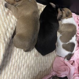 Sable tux girl 3 - Sable and white female Teddy Roosevelt Terrier puppy in Robards, Kentucky from Dream Tree Kennel