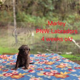 Marley - Chocolate male Labrador Retriever puppy in Rogue River, Oregon from PNW Labradors