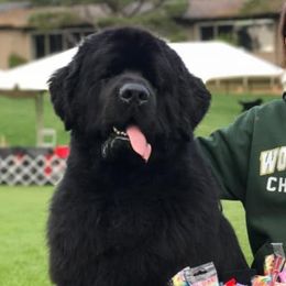 Newfoundlands and Wire Fox Terriers from Schlagel Pups