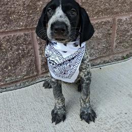 Grey girl - Black and white female German Wirehaired Pointer puppy in Potosi, Wisconsin from Point and Flush Gun Dogs